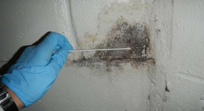 mold inspection